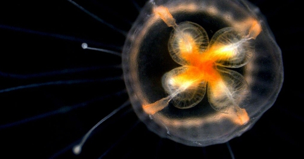 Loài vật duy nhất bất tử trên thế giới, có thể cải lão hoàn đồng, mãi không già đi