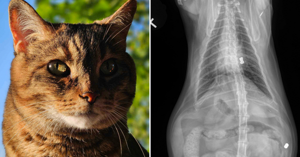 Đem mèo nuôi 8 năm đi khám, kết quả chụp X-quang lật tẩy quá khứ không ngờ
