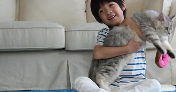 Cậu bé gần như mất thị lực vĩnh viễn do thói quen ôm mèo mà không rửa tay