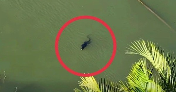 Người dân báo thấy sinh vật giống cá sấu giữa đầm lầy ở TP.HCM, chuyên gia nhìn kỹ liền nói: Đây là loài trong Sách đỏ