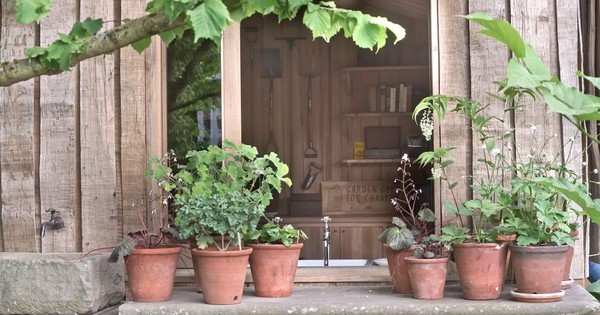 5 loại cây trồng trong chậu cực kỳ dễ sống - quên tưới cũng chẳng sao