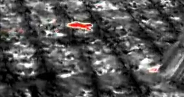 Sinh vật bí ẩn phá nát vườn chuối suốt 2 tuần: 60 người truy tìm khi camera nhiệt ghi lại bóng dáng lạ