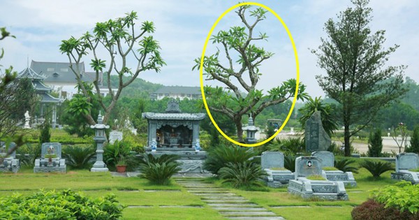 6 loại cây thường được trồng bên mộ vừa đẹp vừa giúp tụ khí, con cháu đời sau dễ công thành danh toại