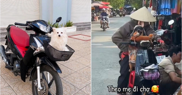 Ở Việt Nam có một con vật được gọi là “cục dzàng