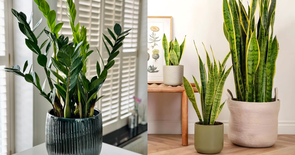 6 loại cây lọc không khí cực tốt được hẳn NASA xác nhận: Dễ chăm - khó chết, đặc biệt phù hợp với khí hậu nắng nóng ở Việt Nam
