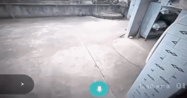 Mở camera lên thấy chó được “nhân bản” thành cả đàn, có 7 người chồng trong nhà