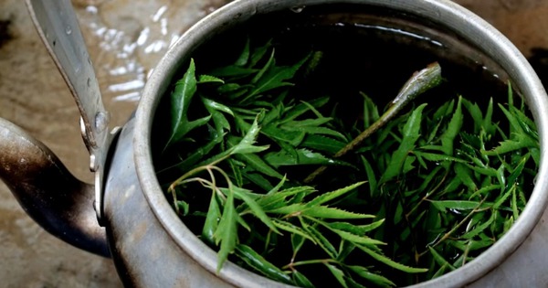 5 lưu ý khi uống lá đinh lăng