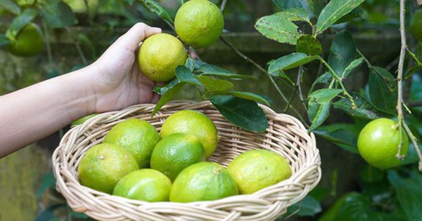 5 lý do vì sao bạn nên trồng 1 cây chanh trong nhà