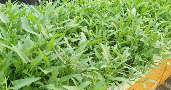 Lời khuyên dành cho những gia đình đang trồng rau muống