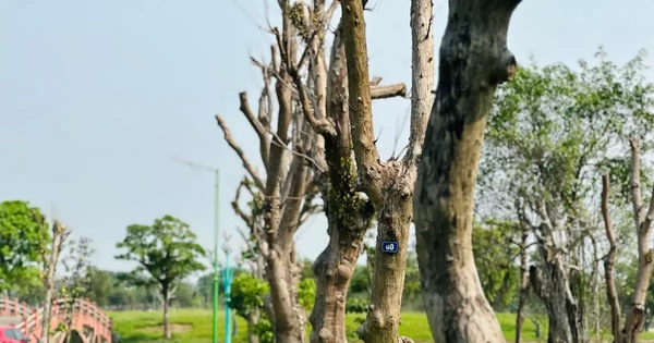 'Lá phổi xanh' lớn nhất Hà Tĩnh xuất hiện nhiều cây cổ thụ chết khô