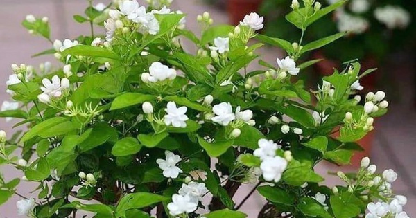 Lời khuyên dành cho những gia đình đang trồng hoa nhài