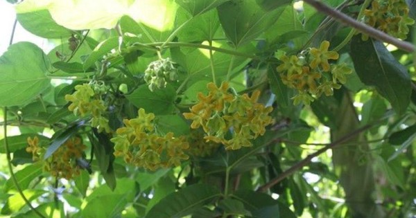 7 lý do tại sao nên trồng giàn thiên lý trong sân nhà