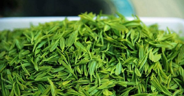 Loại lá chống rụng tóc, kích thích mọc tóc cực hay, dùng hằng ngày phòng cả ung thư: Bán đầy chợ Việt