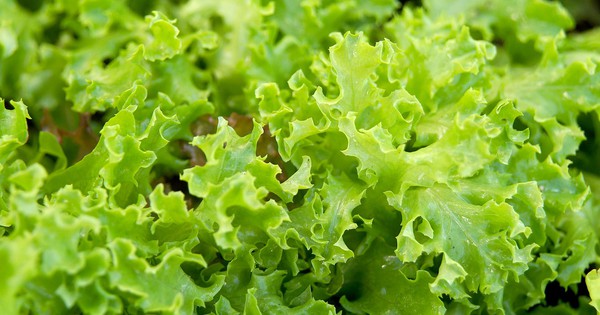 Xà lách tươi ngon suốt 30 ngày khi được bọc trong thứ này - nhà nào cũng có sẵn