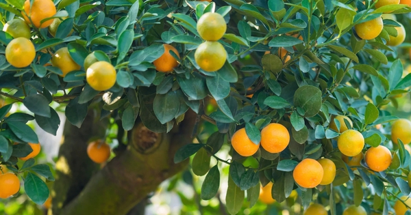 5 lý do bạn nên trồng một cây quất trong nhà