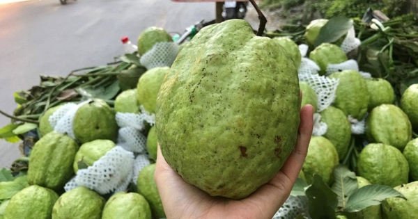 Lời khuyên khi mua ổi