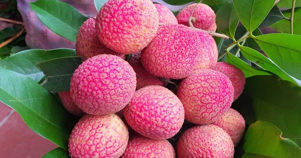 Loại vải to như quả trứng gà, giá 400.000 đồng/kg vẫn không có hàng để ăn tại Thanh Hà
