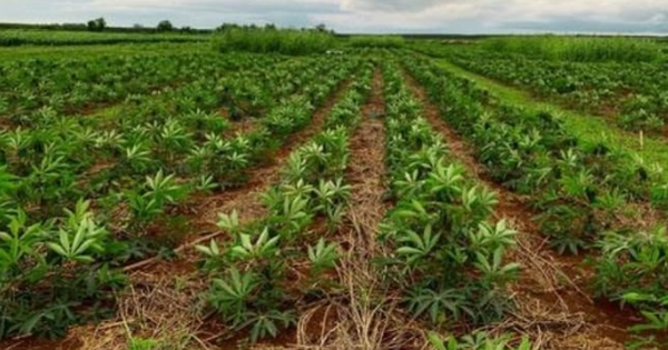 Mỏ 'vàng trắng dưới lòng đất' của Việt Nam vừa đón tin cực vui từ Hàn Quốc