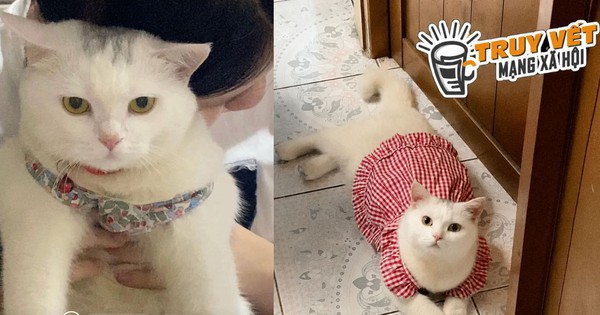 Cô gái ở TPHCM cầu cứu tìm mèo lạc, hứa hậu tạ 10 triệu