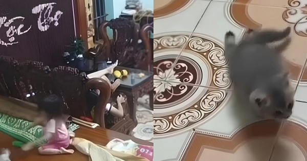 Bé gái thản nhiên ném mạnh khiến chú mèo con liệt 2 chân sau: “Trẻ con biết gì đâu” có nên là cái cớ cho hành vi bạo lực?