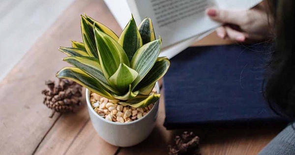 Tại sao mỗi bàn học nên có một chậu lưỡi hổ?