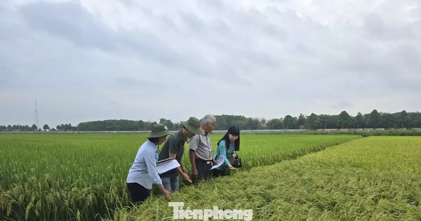 Gạo phát thải thấp: Tuyệt đối tránh 'con sâu làm rầu nồi canh'