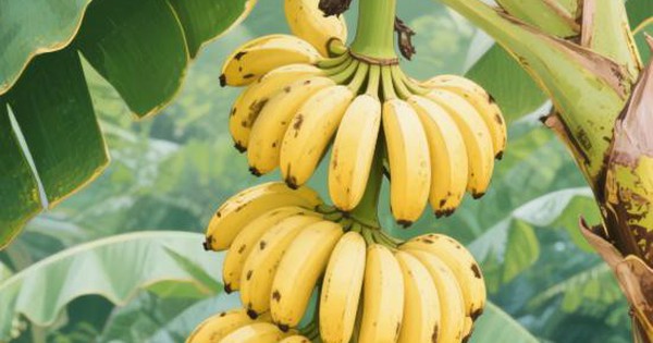 Đừng mua 5 loại chuối này, dù có rẻ đến đâu vì là 