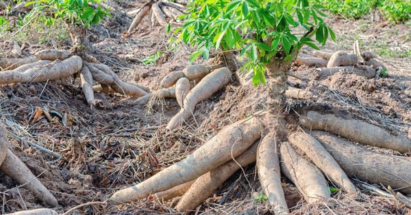 Mỏ “vàng trắng triệu đô dưới lòng đất” của Việt Nam đón cơ hội bứt phá trước nhu cầu mới của thế giới