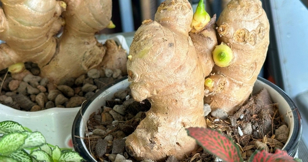 5 lý do nên trồng gừng trong nhà
