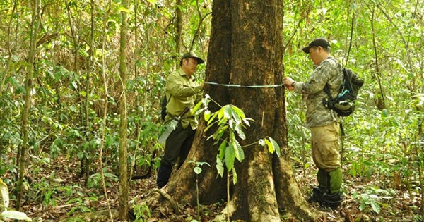 Loại gỗ quý tăng giá theo đường kính thân: Hiện vật 5.000 năm tuổi từng được định giá 10 tỷ đồng ở Hà Nội