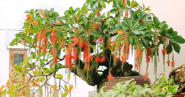 4 lý do nhà giàu thích trồng cây lộc vừng