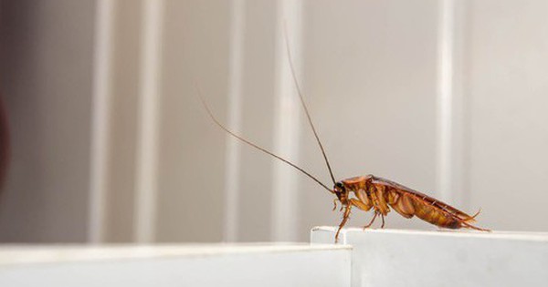 5 loại mùi mà gián rất ghét, ngửi thấy là tránh xa