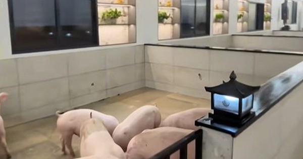 10 triệu người xem lợn được nuôi trong “khách sạn 5 sao”, hào nhoáng đến mức tưởng là AI, hóa ra có thật