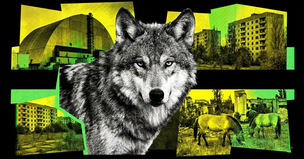 Sói đột biến gen, ngựa tuyệt chủng hồi sinh, loài chó trải qua 20 thế hệ vẫn sống: Chernobyl đang làm điều không ai dám nghĩ đến sau 40 năm