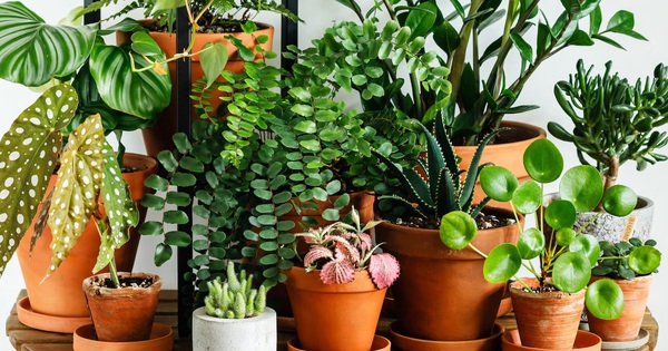 6 loại cây nên trồng trong nhà ngay vào mùa hè này