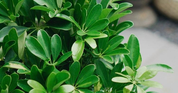 Lời khuyên dành cho những gia đình đang trồng cây ngũ gia bì