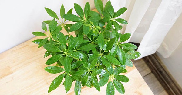 5 loại cây trồng 