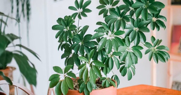 5 loại lá cây cảnh phổ biến có tác dụng kỳ diệu cho sức khỏe