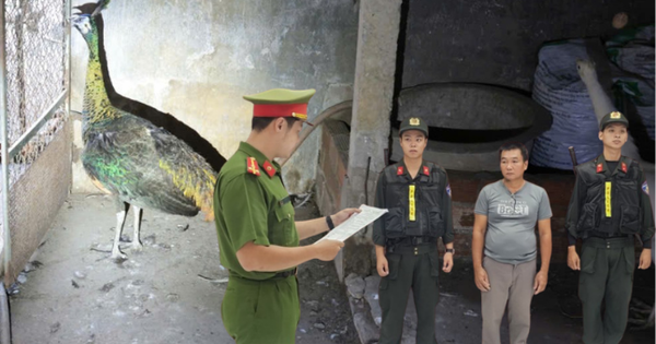 Thi hành lệnh bắt tạm giam người nuôi công Nguyễn Thế Cường SN 1977