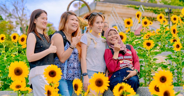 Du khách đổ về Bà Nà tránh nóng, săn ảnh giữa “biển hoa mặt trời”
