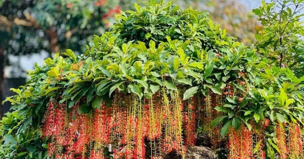 Hiện tượng lộc vừng nở hoa