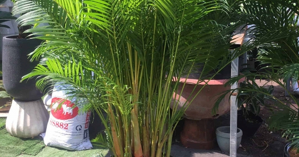 2 cây nên trồng trước nhà, 3 cây hợp trồng sau nhà