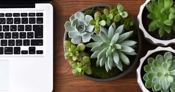 Cách chăm sóc cây sen đá tại văn phòng