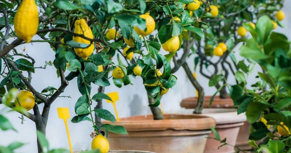 7 loại cây ăn quả có thể trồng ở ban công: Loại cuối cùng khiến nhiều người bất ngờ