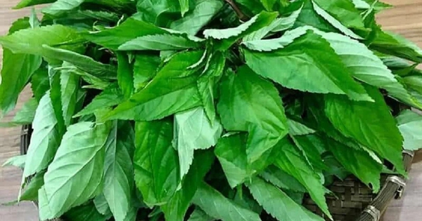 Loại rau bị nhiều người Việt chê, ở Nhật Bản được coi là “nhân sâm xanh”: Mùa hè này nhớ ăn thường xuyên