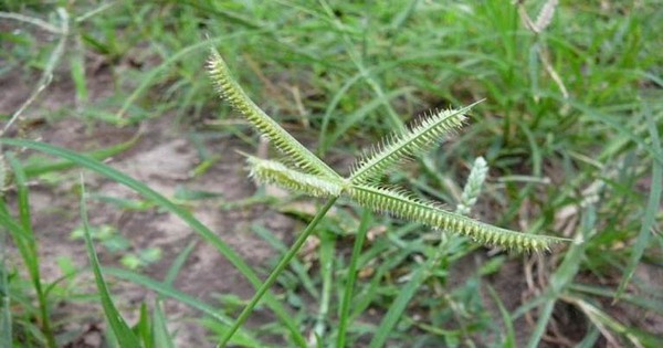 3 loại cỏ dại là 