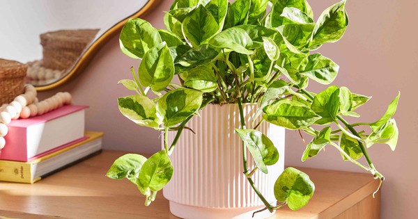Lợi ích khi trồng cây trầu bà