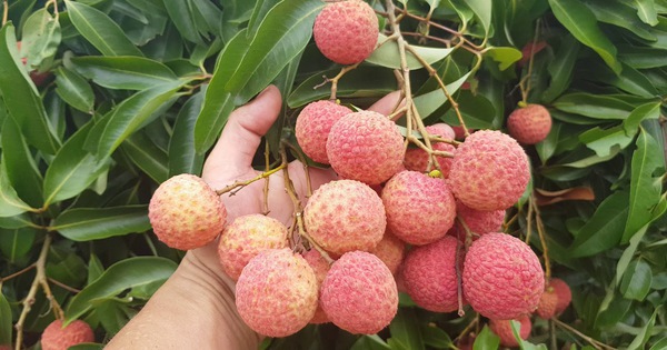 Loại quả 