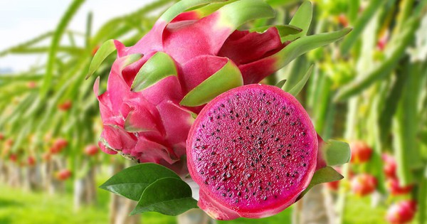 5 loại trái cây được ví là 
