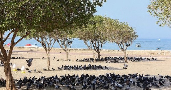 Thành phố khiến nhiều người choáng váng vì quá nóng: Ngoài đường cũng phải lắp điều hòa!